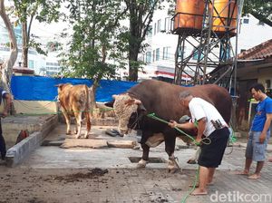Mabes Polri Potong 21 Sapi dan 6 Kambing di Idul Adha 1438 H