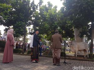 Canda Jokowi Kurbankan Sapi 1,2 Ton: Sudah Foto Bareng Belum?