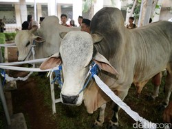 Panitia Masjid Istiqlal Bagikan 4.000 Kantong Daging ke Warga