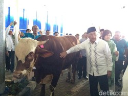 Agus Marto Berkurban Sapi Limosin Seberat 1 Ton