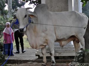 Lenguhan Terakhir Sapi Benggala Pemberian Presiden Jokowi