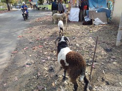 Idul Adha, Omzet Penjual Domba di Garut Turun