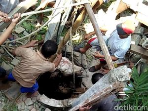 Di Semarang, Sapi Kurban Masuk Sumur