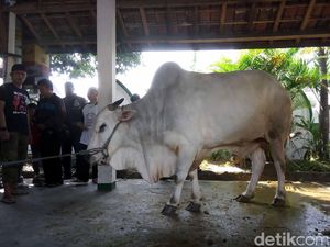 Alasan Presiden Jokowi Berkurban Sapi di Masjid Al-Wustho Solo