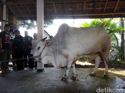 Alasan Presiden Jokowi Berkurban Sapi di Masjid Al-Wustho Solo