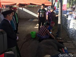 Pemkot Makassar Temukan 1.000 Sapi Tidak Laik untuk Kurban