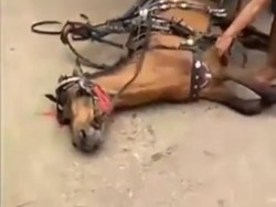 Viral Video Kuda Delman Tetap Dicambuk Meski Kelelahan