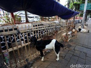 Kerap Dipakai Jual Kurban, Trotoar Jl Daan Mogot akan Dijaga Petugas