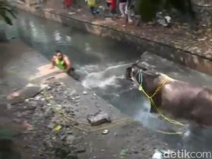 Ngamuk, Sapi Kurban Seruduk Warga dan Nyemplung Sungai