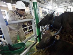 Ada Kapal Ternak, Harga Sapi NTT Lebih Murah Dibanding Impor