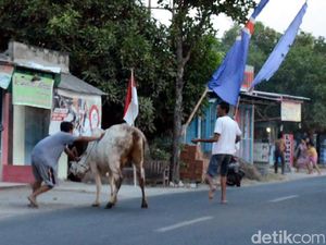 Sapi Kurban Lepas dan Mengamuk di Rembang