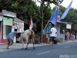 Sapi Kurban Lepas dan Mengamuk di Rembang