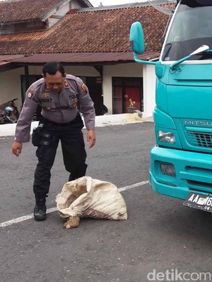 Bola bola Ubi Kopong Jajanan Ndeso  yang Mendadak Hits