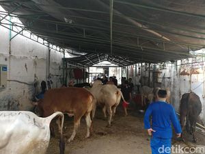 Idul Adha, Pemprov Jabar Sebar 718 Sapi dan 1.016 Domba