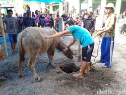 Harga Sapi Mahal, Sejumlah Warga Garut Kurban Kerbau