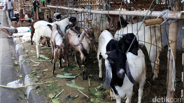 Trotoar Dijadikan Tempat Berjualan Hewan Kurban