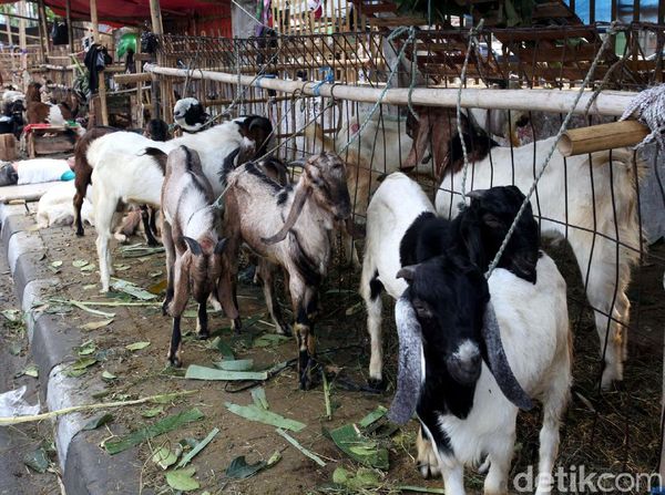 Trotoar Dijadikan Tempat Berjualan Hewan Kurban