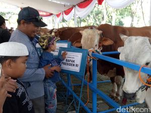 Warga Penasaran dengan Sapi Ongole Sumbangan Presiden Jokowi Warga Penasaran dengan Sapi Ongole Sumbangan Presiden Jokowi
