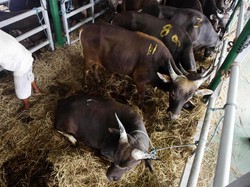 Tol Laut Sudah Angkut 2.000 Sapi Tiap Bulan ke Jakarta