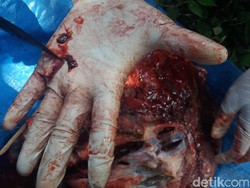 Hewan Kurban Terinfeksi Cacing dan TB, Amankah Dagingnya Dikonsumsi?