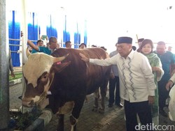 Gaya Agus Marto Elus Sapi 1 Ton Sebelum Dipotong