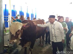 Gaya Agus Marto Elus Sapi 1 Ton Sebelum Dipotong Gaya Agus Marto Elus Sapi 1 Ton Sebelum Dipotong