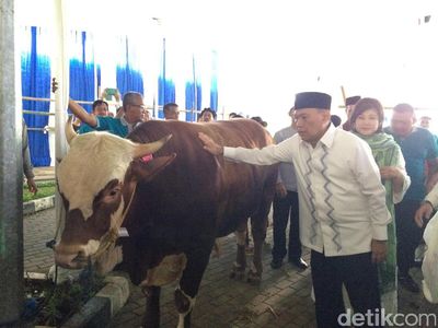 Elusan Agus Marto Bikin Sapi 1 Ton Tenang Dipotong