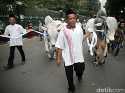 Tak Ada Jokowi, Sapinya Pun Jadi