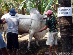 Sapi Kurban dari Presiden Jokowi Disembelih di Bantul