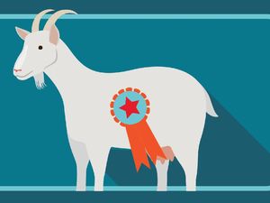 Tahapan Sembelih Hewan Kurban