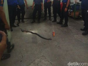 Ular Kobra Berkeliaran di Dealer Mobil di Garut