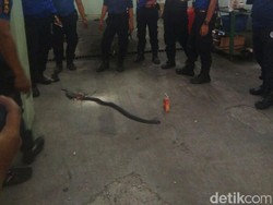 Ular Kobra Berkeliaran di Dealer Mobil di Garut