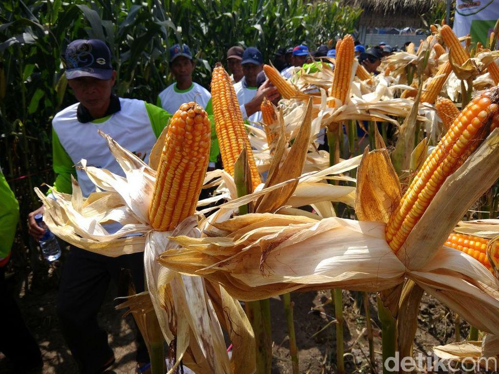 Jokowi Ubah HPP, Produksi Jagung Meningkat 4 Juta Ton Jokowi Ubah HPP, Produksi Jagung Meningkat 4 Juta Ton
