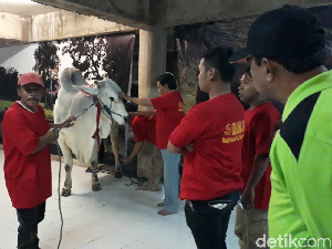 Sapi Kurban Presiden Jokowi di Surabaya Dinyatakan Sehat Sapi Kurban Presiden Jokowi di Surabaya Dinyatakan Sehat