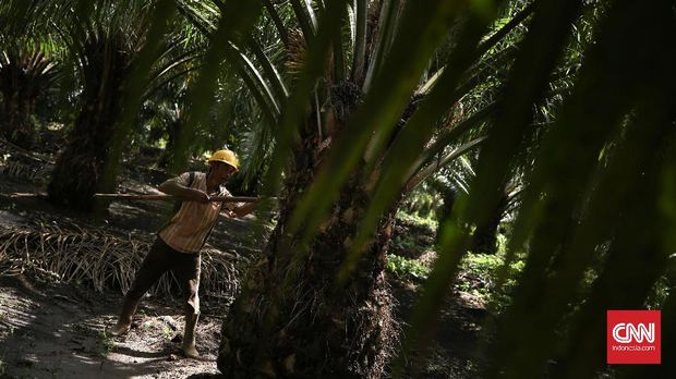 Walhi Soal Sawit: PSI Partai Milenial Beragenda Kolonial