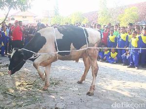 Siswa MTs di Brebes Belajar Cara Robohkan Sapi Kurban tanpa Menyiksa