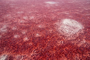 Misteri Danau Warna Merah yang Bikin Hewan Jadi Batu