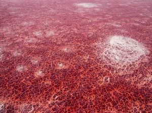 Misteri Danau Warna Merah yang Bikin Hewan Jadi Batu Misteri Danau Warna Merah yang Bikin Hewan Jadi Batu