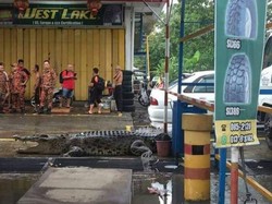 Bikin Kaget! Ada Buaya Raksasa Nyasar di Bengkel