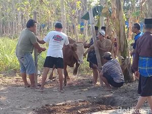 Sapi Kabur Warnai Penyembelihan Hewan Kurban di Magetan