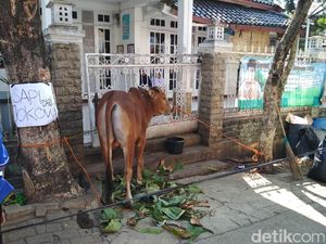 Pesantren Al-Kasyaf Bandung Dapat Hadiah Sapi Kurban Jokowi