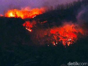Hutan Milik Perhutani di Jember Terbakar