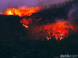 Hutan Milik Perhutani di Jember Terbakar