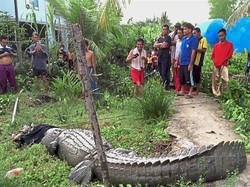 Selain di Bengkel, Buaya Juga Bikin Kaget Warga Malaysia Saat Memasak
