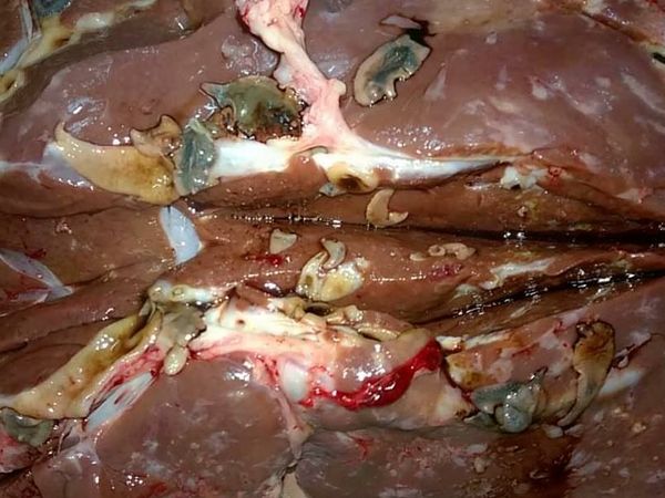 Foto: Melihat Lebih Dekat Cacing Hati yang Menginfeksi Hewan Kurban