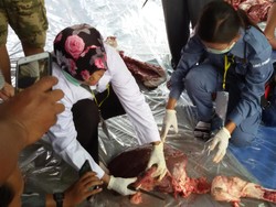 Ada Cacing Hati, Daging Sapi Kurban Jokowi Aman Dikonsumsi