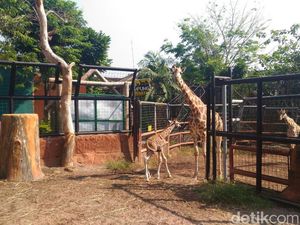 Seekor Jerapah jadi Penghuni Baru di Maharani Zoo dan Goa Lamongan Seekor Jerapah jadi Penghuni Baru di Maharani Zoo dan Goa Lamongan