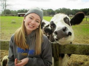 Bukan Kurban, Ini Potret Kelakuan Sapi yang Bikin Gemas