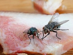 Hati-hati! 5 Hal Ini Bisa Menarik Lalat ke Rumah