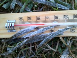 4 Hektar Lahan Kentang di Dieng Mati Diserang Embun Es